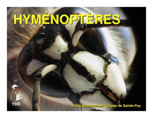 hymenopteres Book