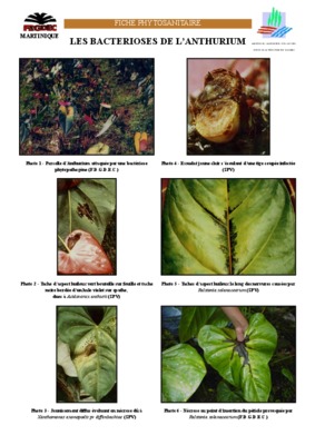 anthurium Book