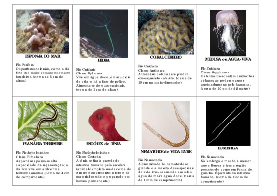 laminox hidra Book