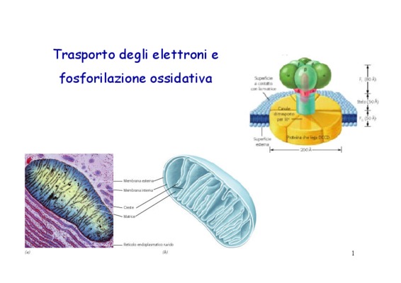 elettroni Book