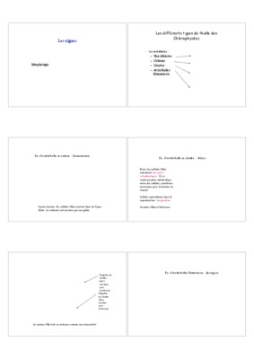 thalle Book