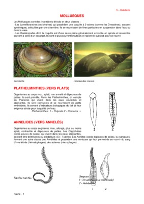 annelides mollusques arthropodes Book