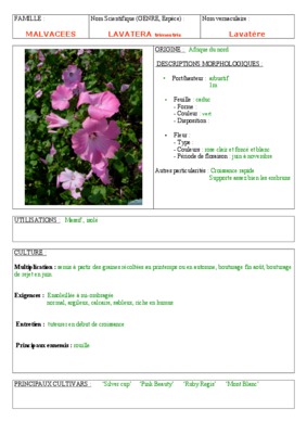 lavatere Book