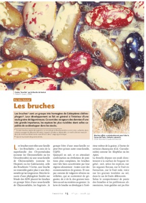 bruches Book