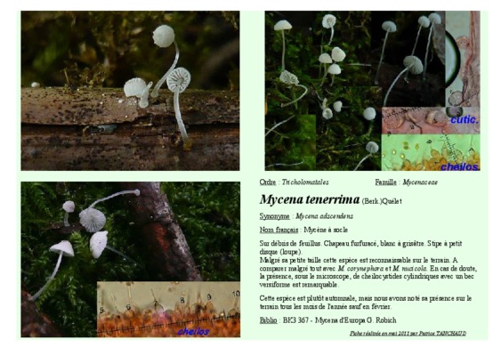berk 2002 biologie Book
