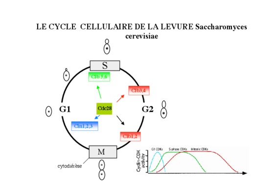 la structure du saccharomyces cerevisiae Book