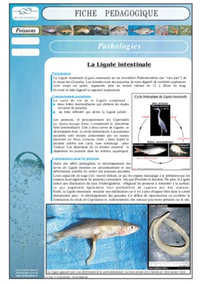 les cestodes chez la dinde Book