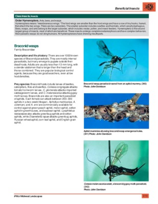 wasps Book
