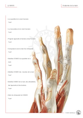 anatomie de la main Book