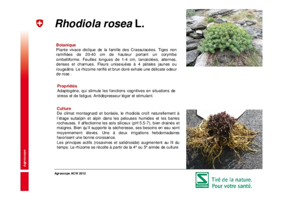 culture rhodiola Book