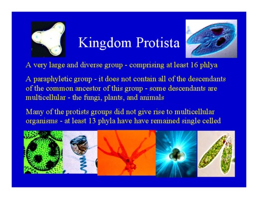 protista Book