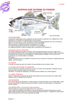 morphologie externe de lecrevette rose Book