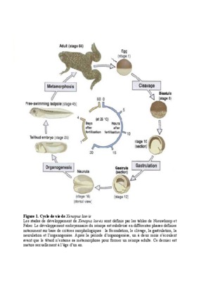 gastrulation chez xenopus laevis Book