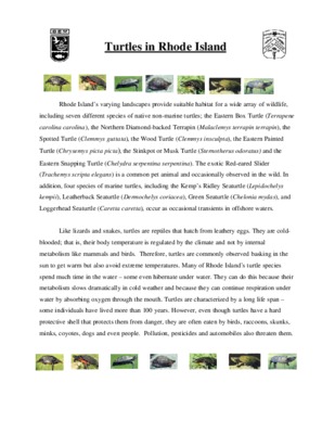 turtles Book