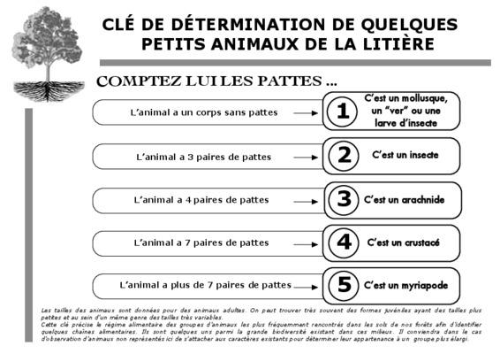 regime alimentaire et distribution des animaux Book
