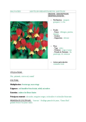 abutilon Book