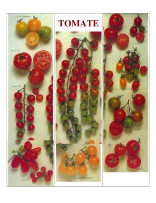 physiology des plants tomate Book
