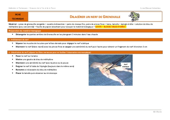 nerf grenouille Book