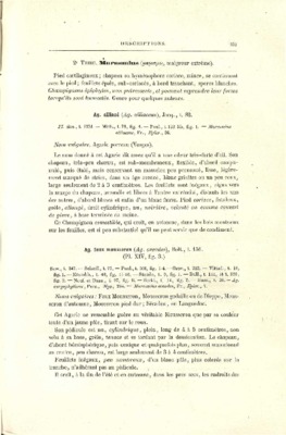 maigreur Book